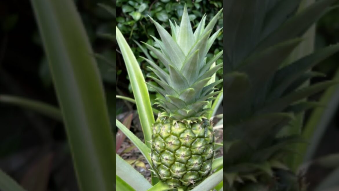 14 second Florida Garden Tour USDA Zone 10a