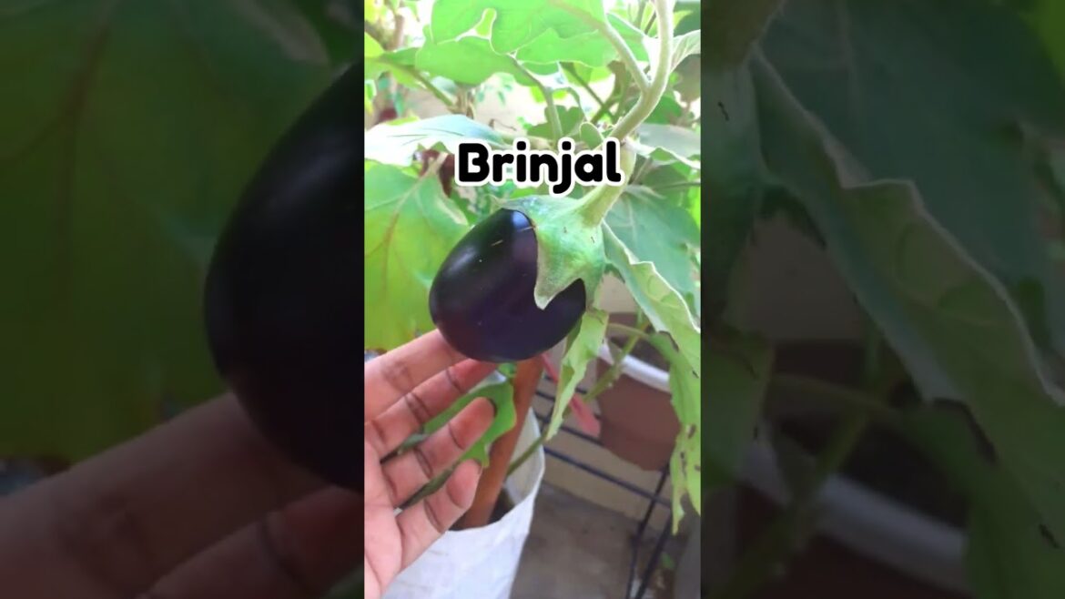 Vegetables To Grow from April to August #shorts #reels My Container Garden Fresh Veggies Vegetables To Grow from April to August #shorts #reels My Container Garden Fresh Veggies