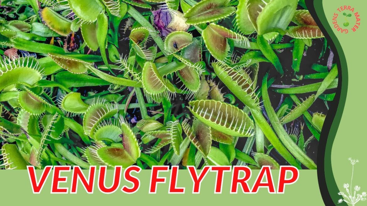 VENUS FLY TRAP Information and Growing Tips! (Dionaea muscipula)
