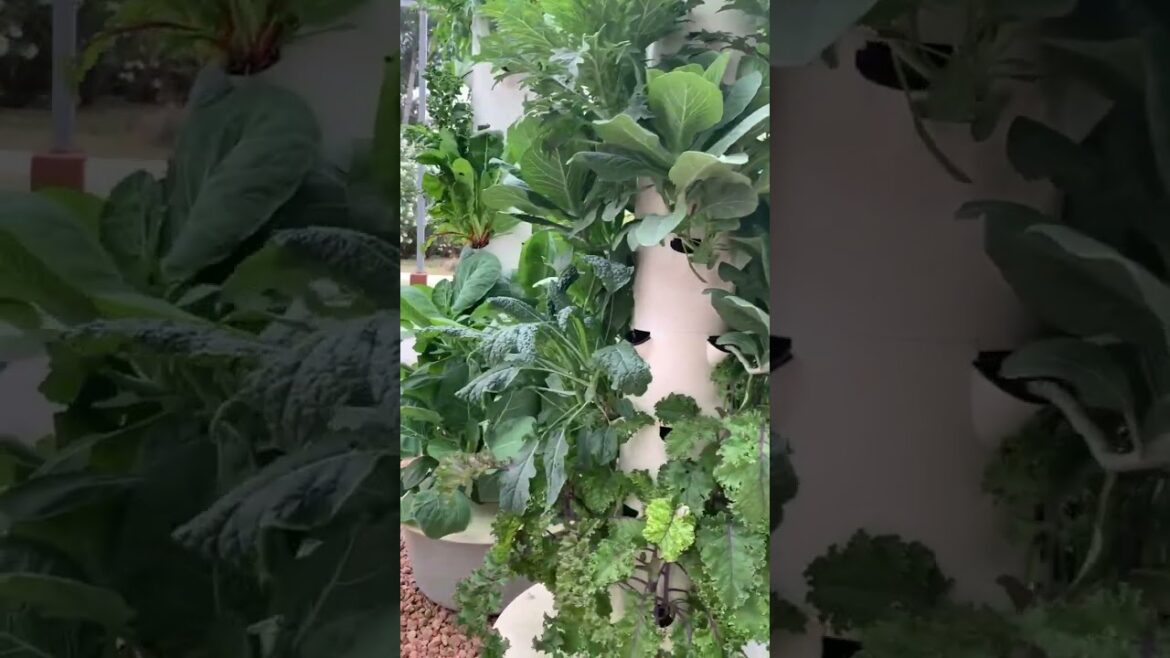 An abundance of nutrient dense leafy greens growing An abundance of nutrient dense leafy greens growing