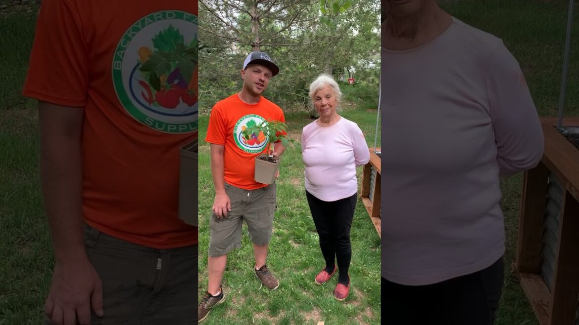 This vegetable is practically growing money  🤯💸 #mortgageliftertomato #mortgageliftertomatoes