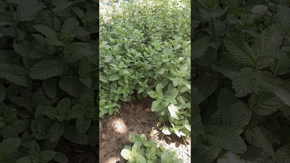Harvesting mint #shorts #short #youtubeshorts #gardening