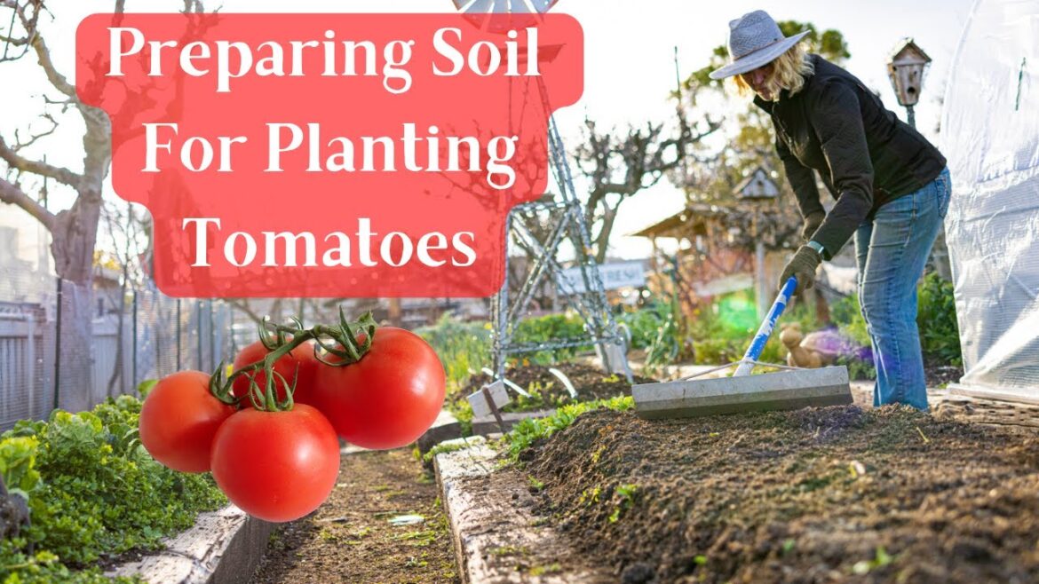 Preparing Garden Soil For Tomato Planting – Garden Tips Preparing Garden Soil For Tomato Planting - Garden Tips