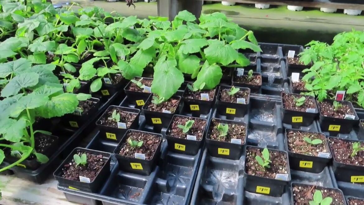 Gardening| I went to get Vegetable Starts and ended up with more than i expected Gardening| I went to get Vegetable Starts and ended up with more than i expected