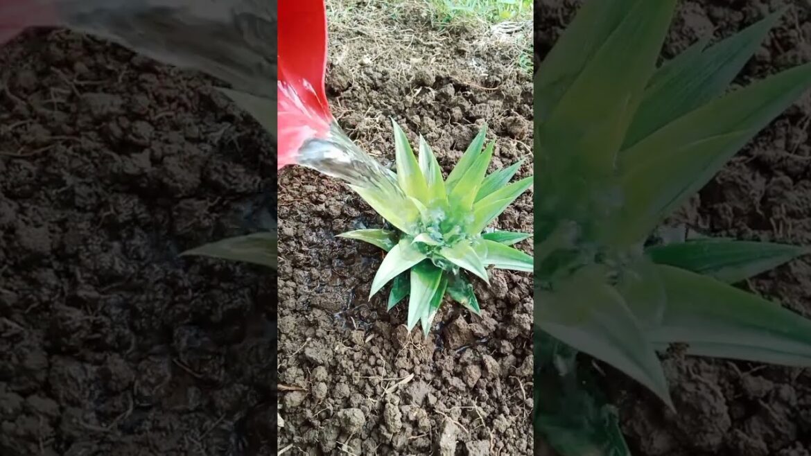 My Daily routine for my Backyard garden (watering)  #farmlife #fruitsoflabor #familyvlog #farming