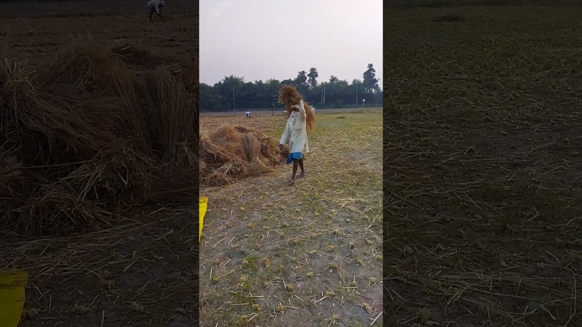 dhaan ki chhataai #youtubeshorts #shorts #panchkulagri