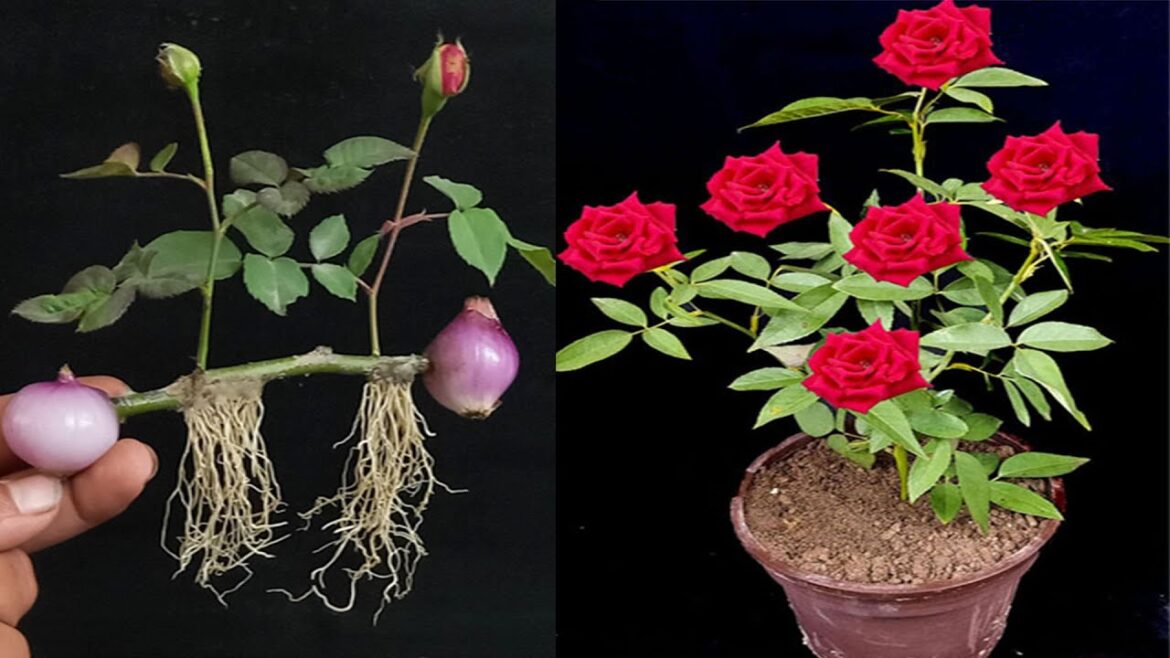 How To Grow Rose Plants From Cutting Using Onions and Banana