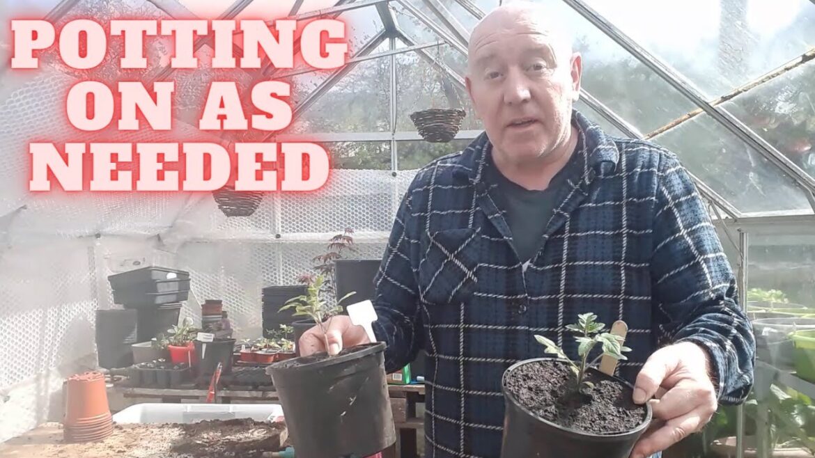 Potting On Plants As Needed [Gardening Allotment UK] [Grow Vegetables At Home ]