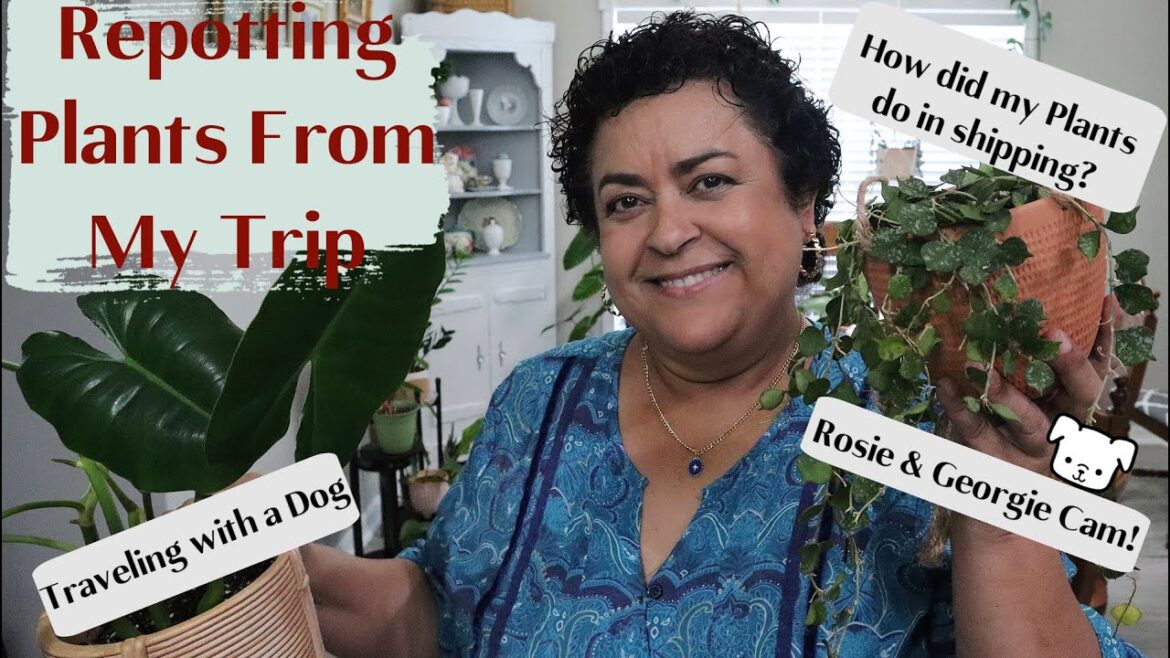 Repotting My New Plants | 🌱New Soil Mix | 🐶 New Rosie and Georgie Cam! Repotting My New Plants | 🌱New Soil Mix | 🐶 New Rosie and Georgie Cam!