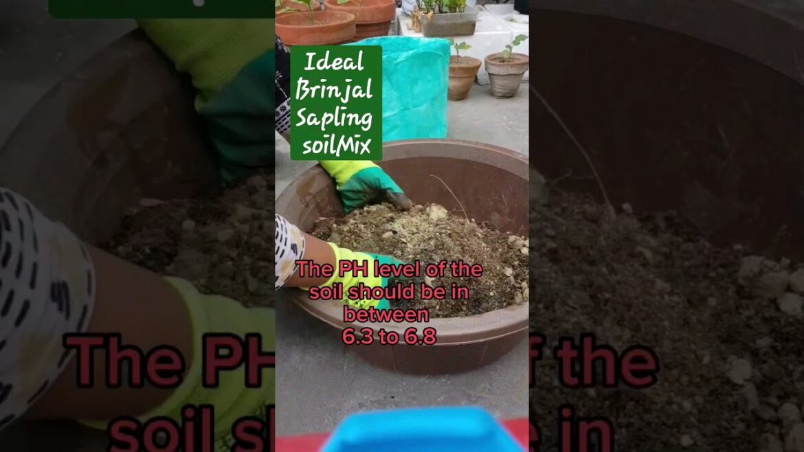 summer Sapling soil Mix| potting Mix for summer Vegetables #shorts #soil