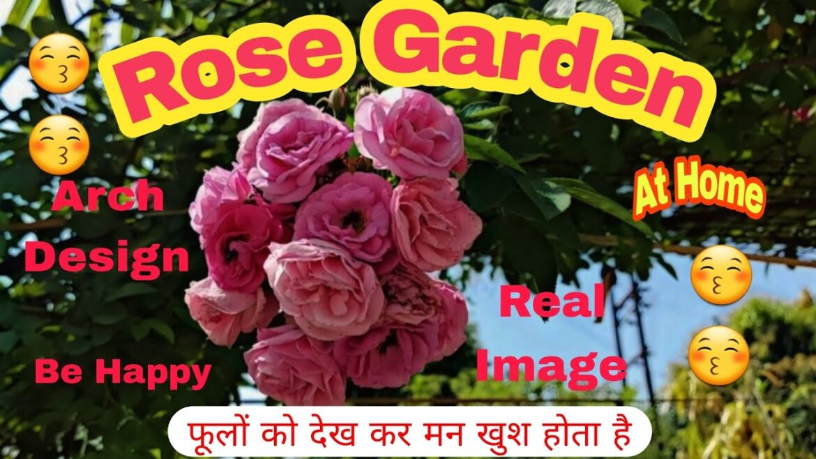 Climbing rose || Rose Arch Design || Rose Garden Ideas|| garden ideas for home|| Rose garden||