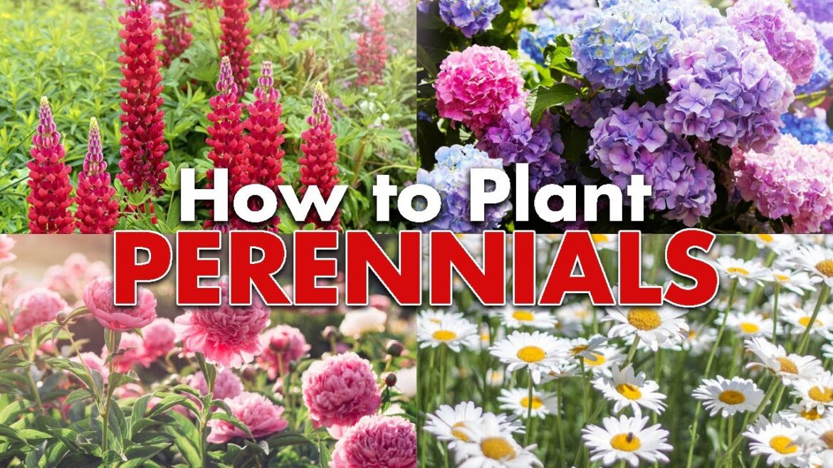 5 Steps to Planting a Beautiful Perennial Garden