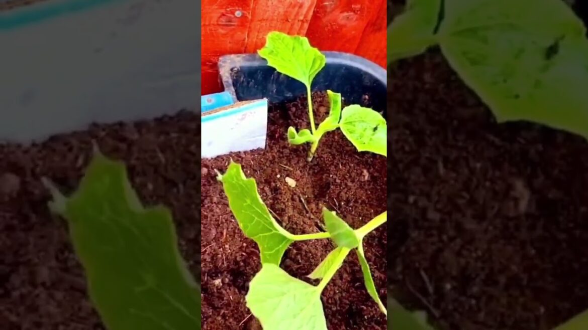 #vegetable garden ideas #growing bottle gourd in pot at home, how to grow Bottle Gourd at home