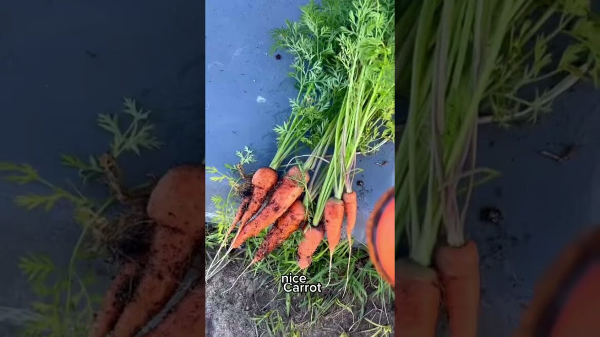 Harvesting my home grown veggies (Part 2) #raisedgardenbeds #raisedbed   #raisedbedgarden