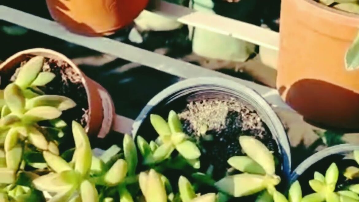 Succulent plants. Indoor Plants. Indoor Garden. Decoration ideas. #garden #design #indoor#viral