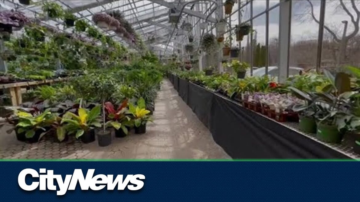 Interest in fruit trees surges as gardening season arrives in GTA