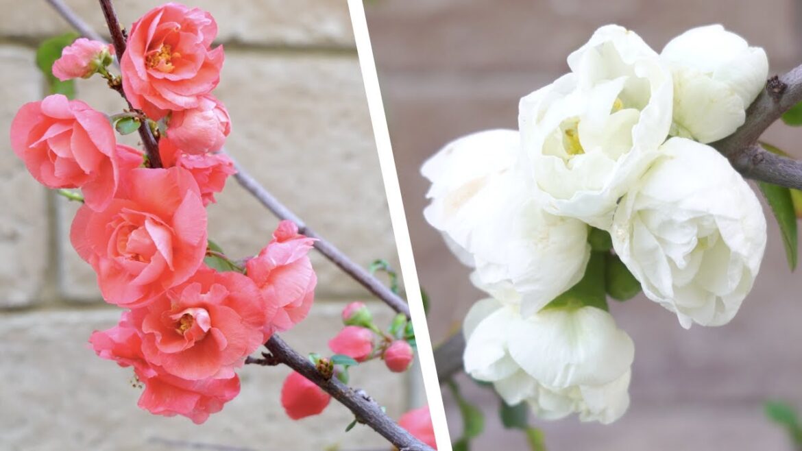 Japanese Flowering Quince, Maples and Garden Spring Update, Feb-April 2023 [4K ASMR]