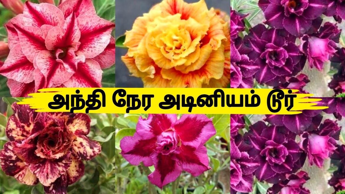 அந்தி நேரத்தில் அழகிய அடினியம் டூர் / Home Garden Adenium Garden Tour / Gardening Tips / Garden Vlog