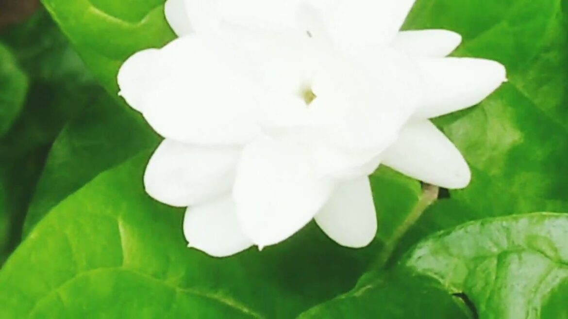 Belly flowers tree. Garden design. Designers idea. #garden #design #flowers #viral #shortsfeed .