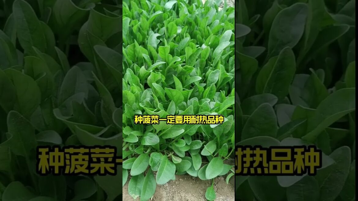 gardening ideas for home/enjoy with my garden gardening ideas for home/enjoy with my garden