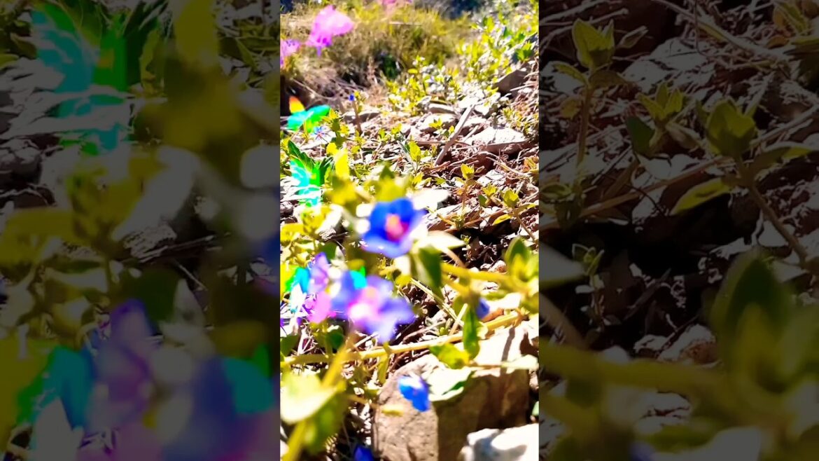 Natural flowers|pemandangan indah|सुंदर दृश्य|village valley south Asia|#natural #wikipedia#ytshorts