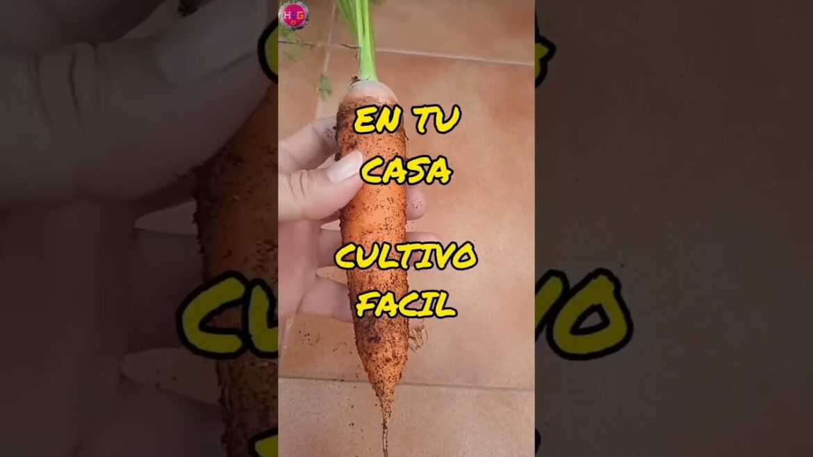 No need for a garden! Growing carrot 🥕 at home is very easy in containers 🥕#cultivationshorts