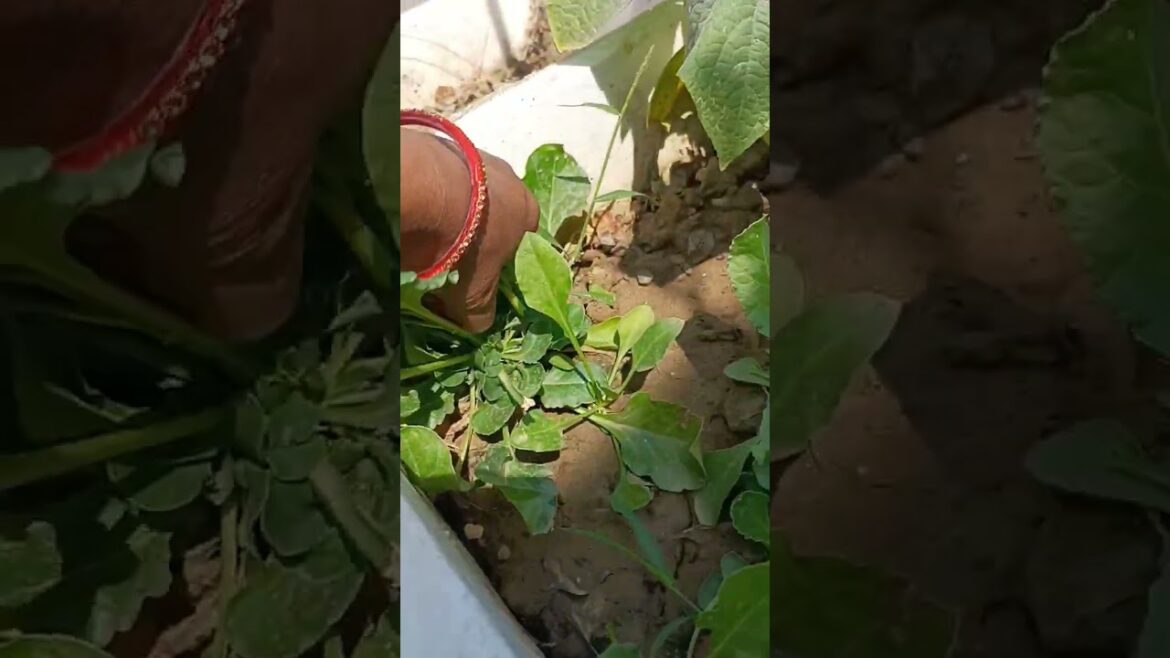 spinach harvesting on my terrace garden#vegetables harvesting#shorts #youtubeshorts #viral #garden
