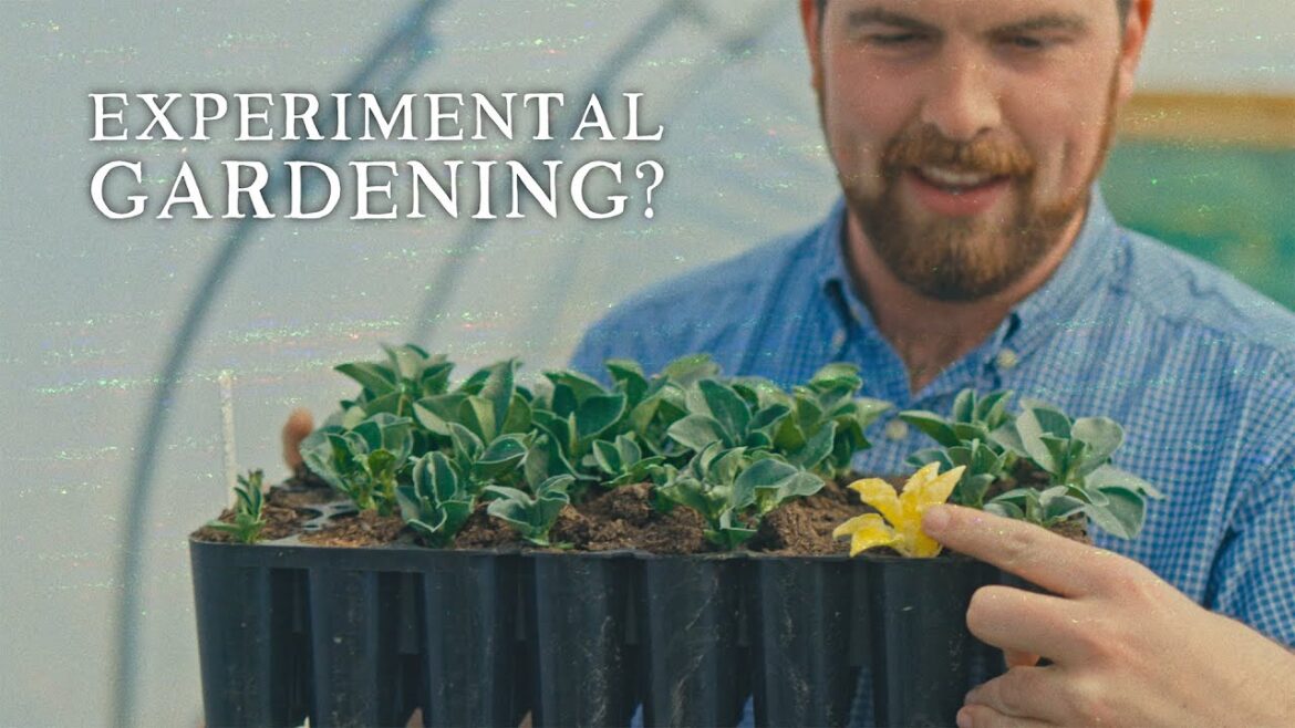 Starting a New Season of Growing Experiments | Huw's Garden Diaries