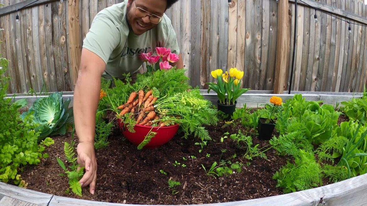 Austin Texas Spring Garden Tour and Harvest Austin Texas Spring Garden Tour and Harvest