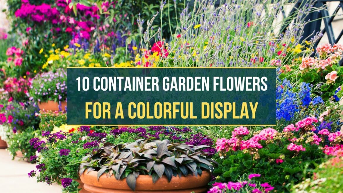 Blooming Beauties ✅ The Top 10 Container Garden Flowers for a Colorful Display