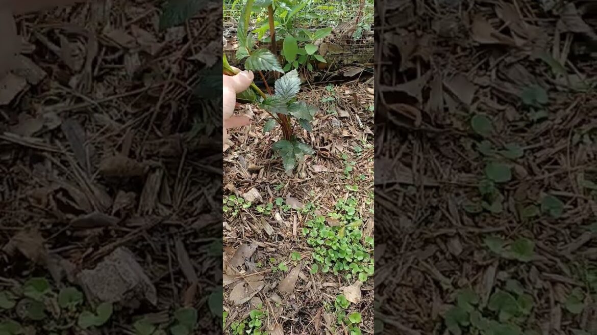 Primocane/Floricane Tips! Thornless Blackberry How To Identify!! #gardening  #growyourownfood