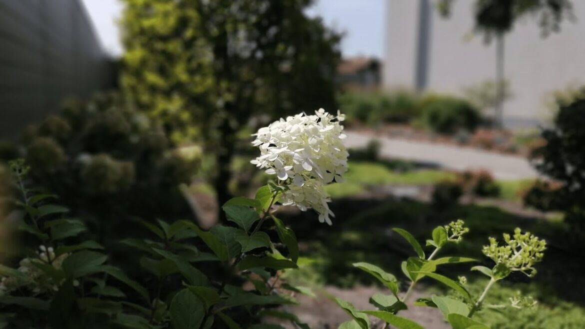Landscape disign ideas. Contemporary Garden Landscaping Ideas for a Modern Outdoor Look. Gardening Landscape disign ideas. Contemporary Garden Landscaping Ideas for a Modern Outdoor Look. Gardening