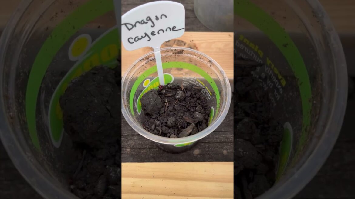 How Does MY Garden Grow? 😬🤔