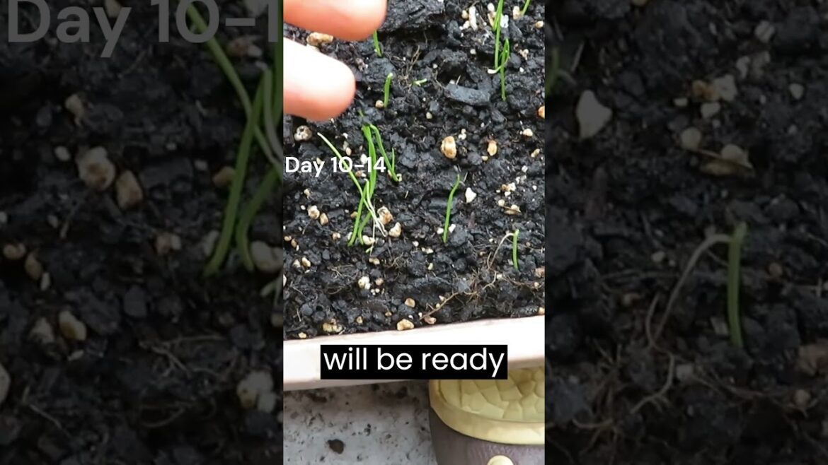 Growing Fresh Green Onions at Home #shorts #gardening #greenonion