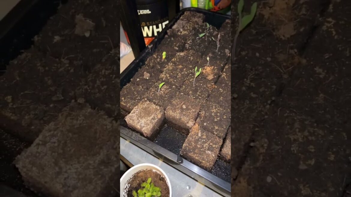 Home Gardening Soil Blocking Update – They’re Ready For Outside Life 🌱 Home Gardening Soil Blocking Update - They're Ready For Outside Life 🌱