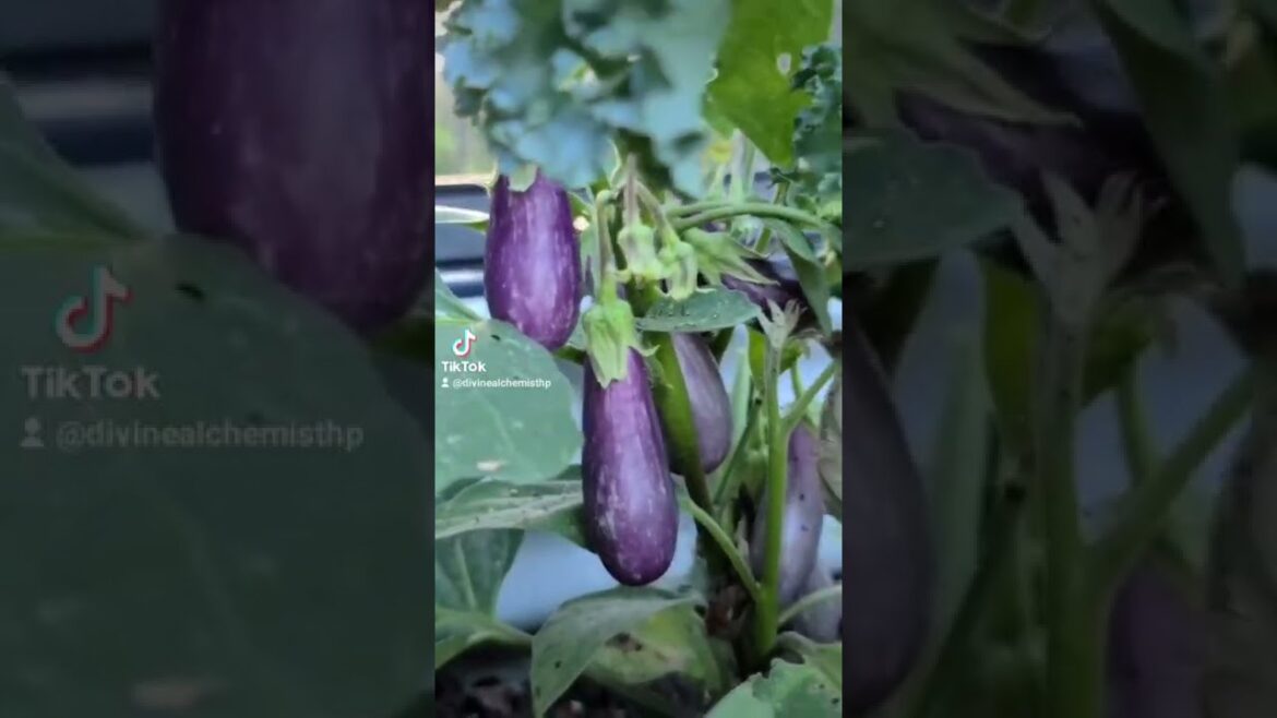 Using Jody Mama's Gardening Tips for this Economic Crisis #BabyBoy #Gardenhacks #Herbalist #Healer