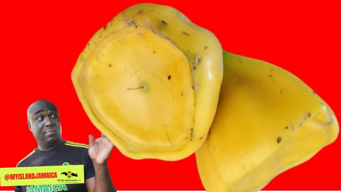 A WEIRD, UNUSUAL (but Nutrient-Rich) Fruit Is Discovered in Jamaica ๐ฒ #cactusrose A WEIRD, UNUSUAL (but Nutrient-Rich) Fruit Is Discovered in Jamaica ๐ฒ #cactusrose