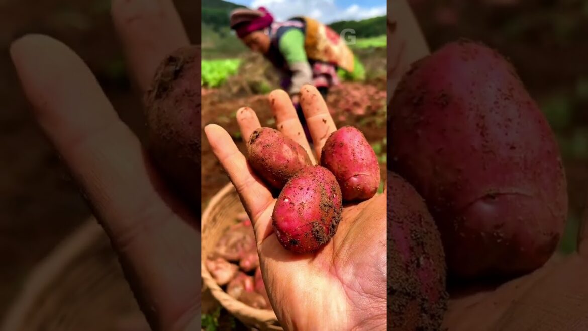 Red Potatoes new variety #agriculture #farming G4543