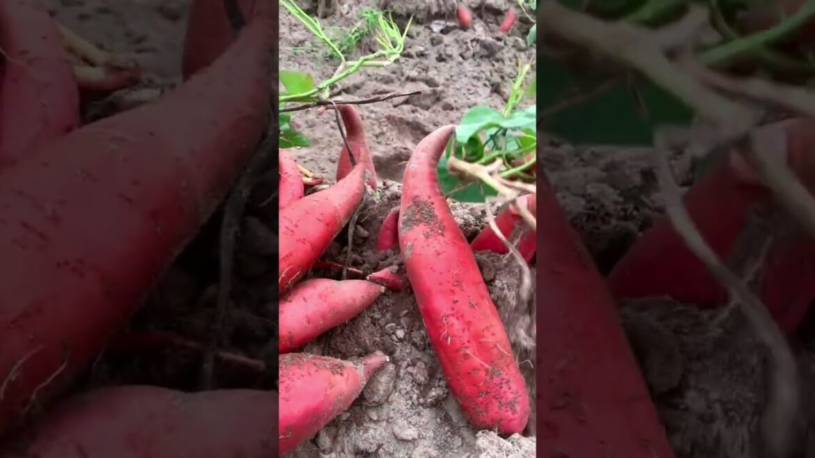 Sweet Potato harvesting day #agriculture #harvesting G4559
