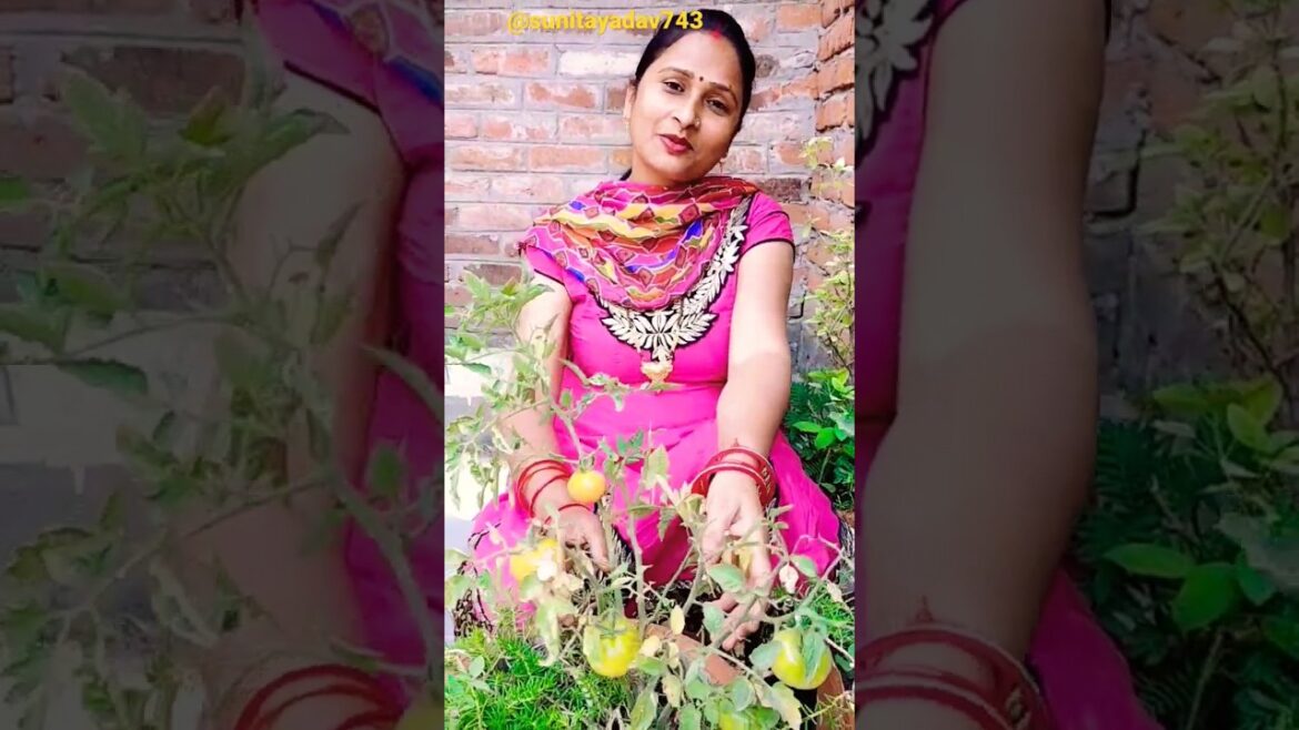 #mere gamle ke tamatar🍅 #sunitayadav743🍅 #youtubeshorts 🍅🪴#shorts #trending #mere gamle ke tamatar🍅 #sunitayadav743🍅 #youtubeshorts 🍅🪴#shorts #trending