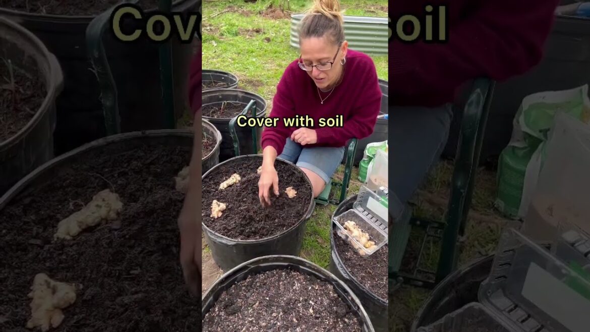 Transform Store-Bought Ginger Root into a Thriving Container Garden: Here's How!