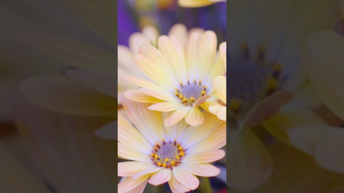 Botanical Garden #shorts Botanical Garden #shorts