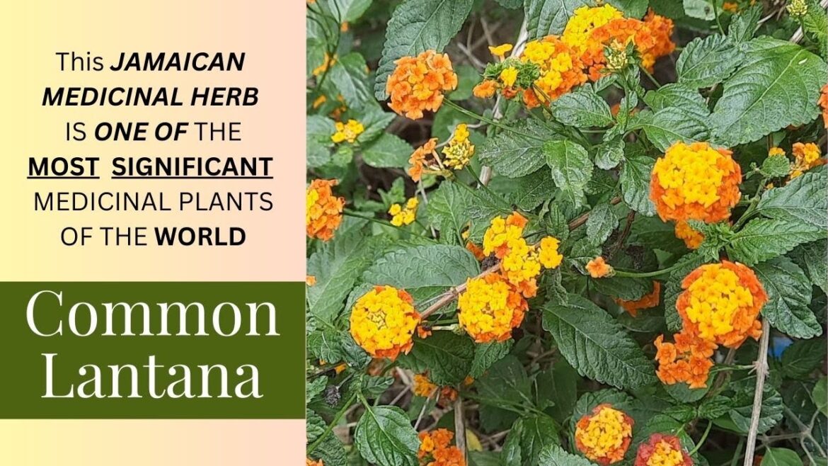 The AMAZING MEDICINAL USES of LANTANA CAMARA that you never knew / Earth’s Medicine