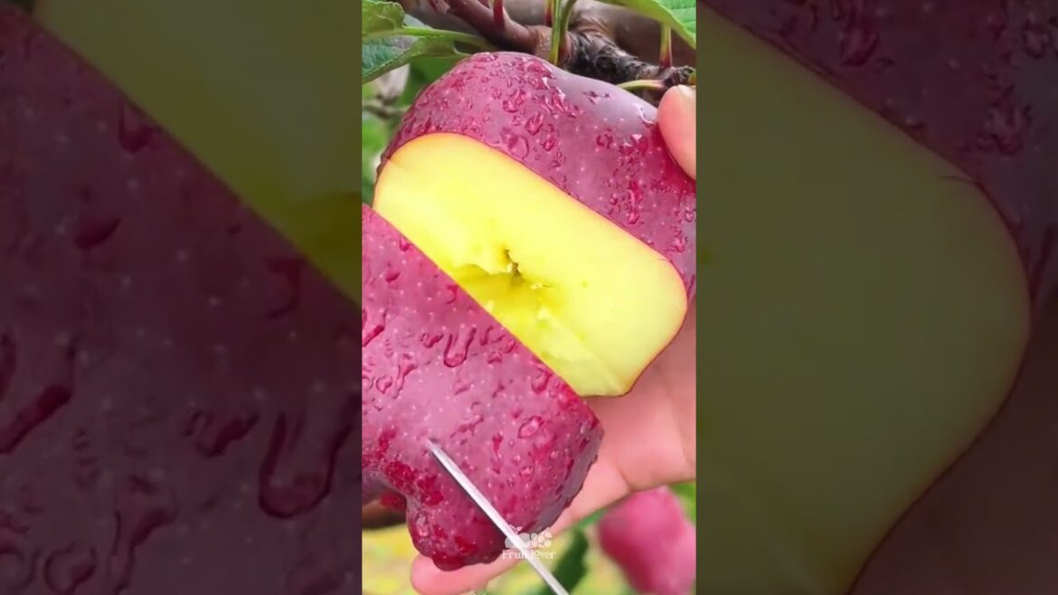 Best Oddly Satisfying Video & Relaxing Music | apple fruit cutting video #viral #shorts #food #24