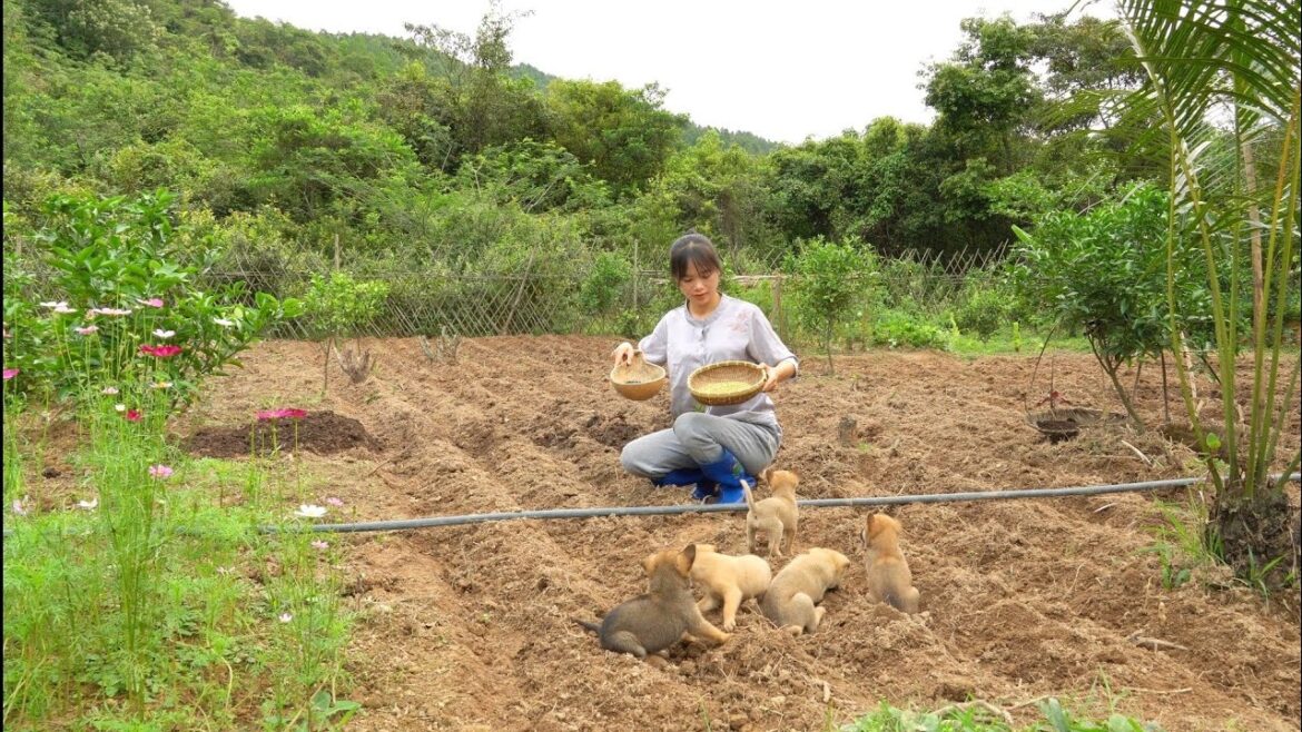 Put the tomato on the bamboo pole. Plant a lot of soybeans and black beans. Live with nature.