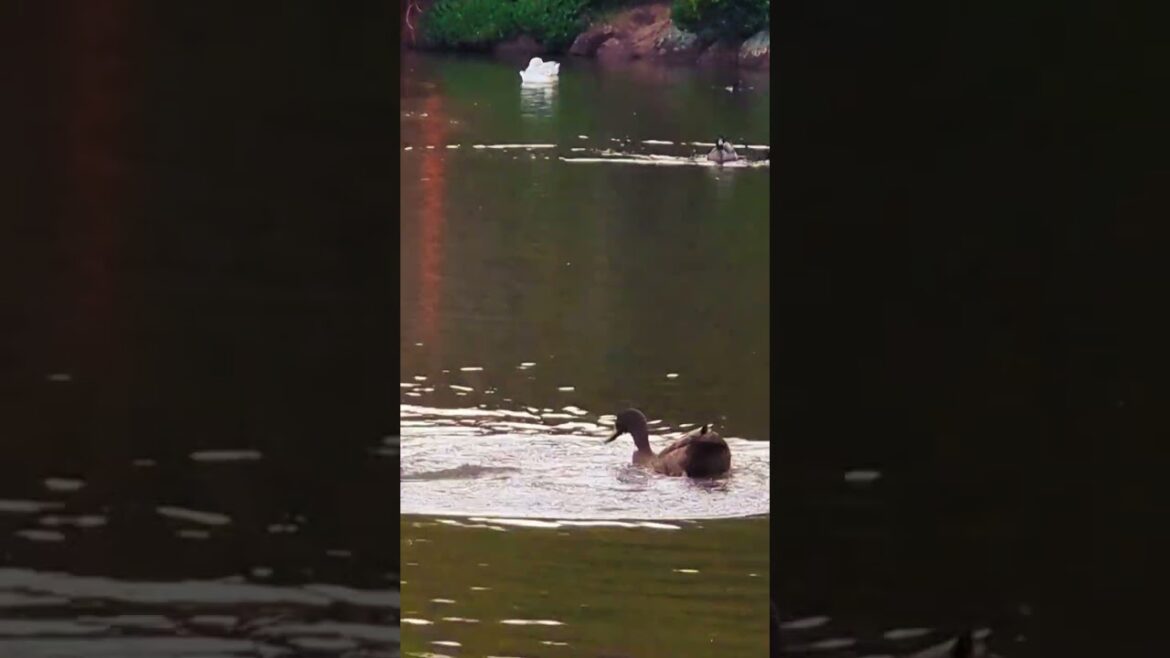 Swimming Ducks in the Japanese Gardens Swimming Ducks in the Japanese Gardens