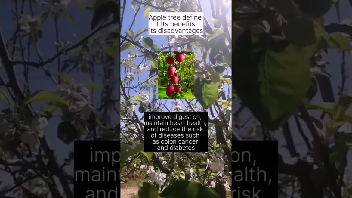Apple tree define it Its benefits its disadvantages