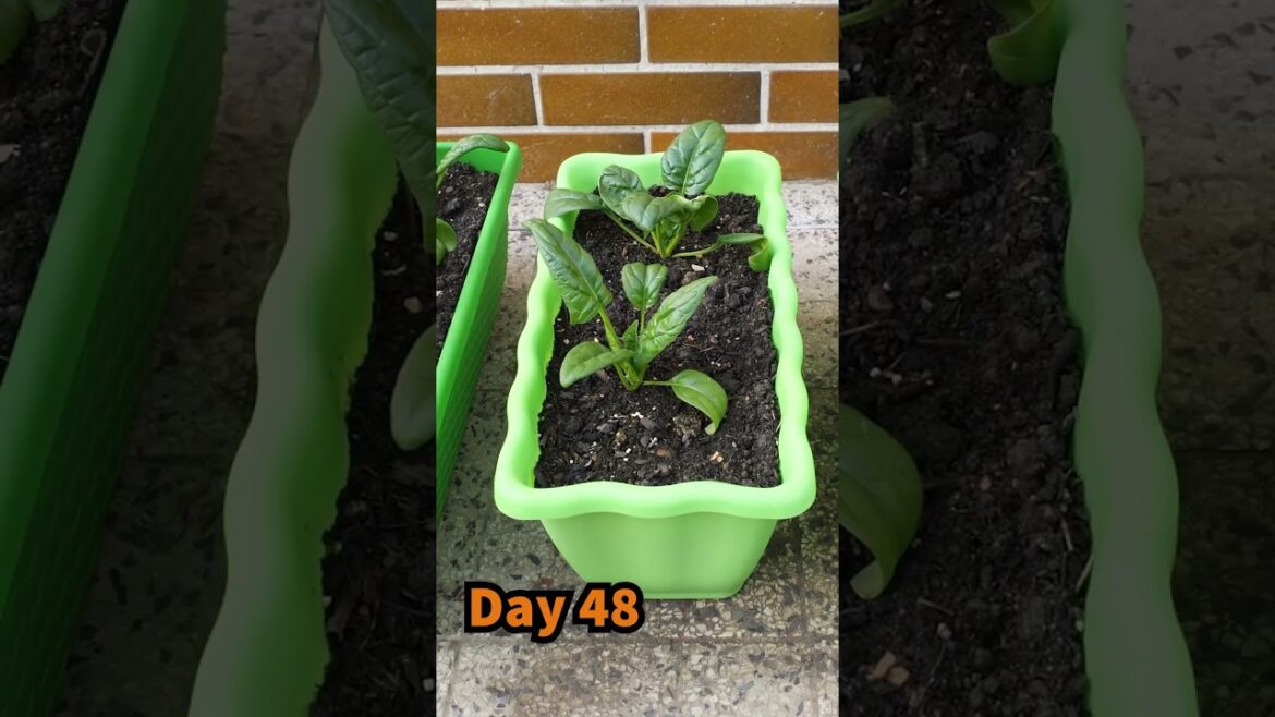 Growing Spinach from Seed to Harvest in planters - container garden