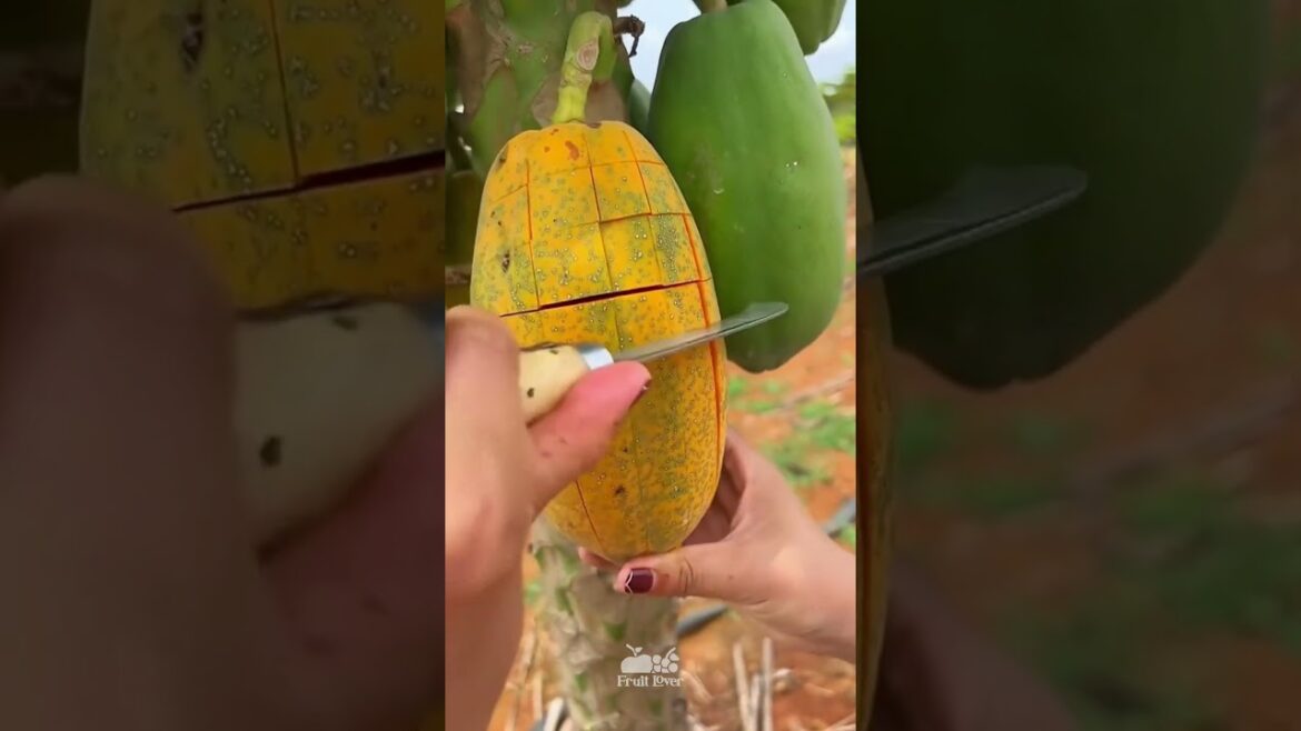 Best Oddly Satisfying Video & Relaxing Music | papaya fruit cutting video #viral #shorts #food #25 Best Oddly Satisfying Video & Relaxing Music | papaya fruit cutting video #viral #shorts #food #25