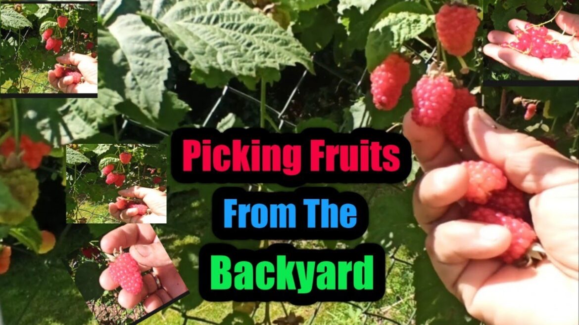 PICKING FRUITS FROM THE BACKYARD